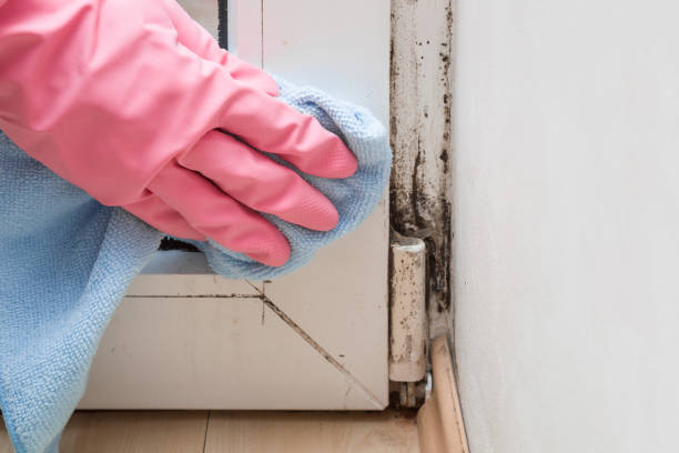 Best Basement Mold Remediation in Harleigh, PA